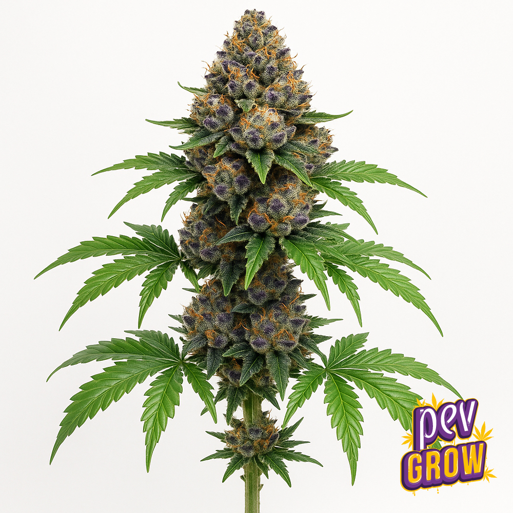 Mochi Strain Spain Seeds
